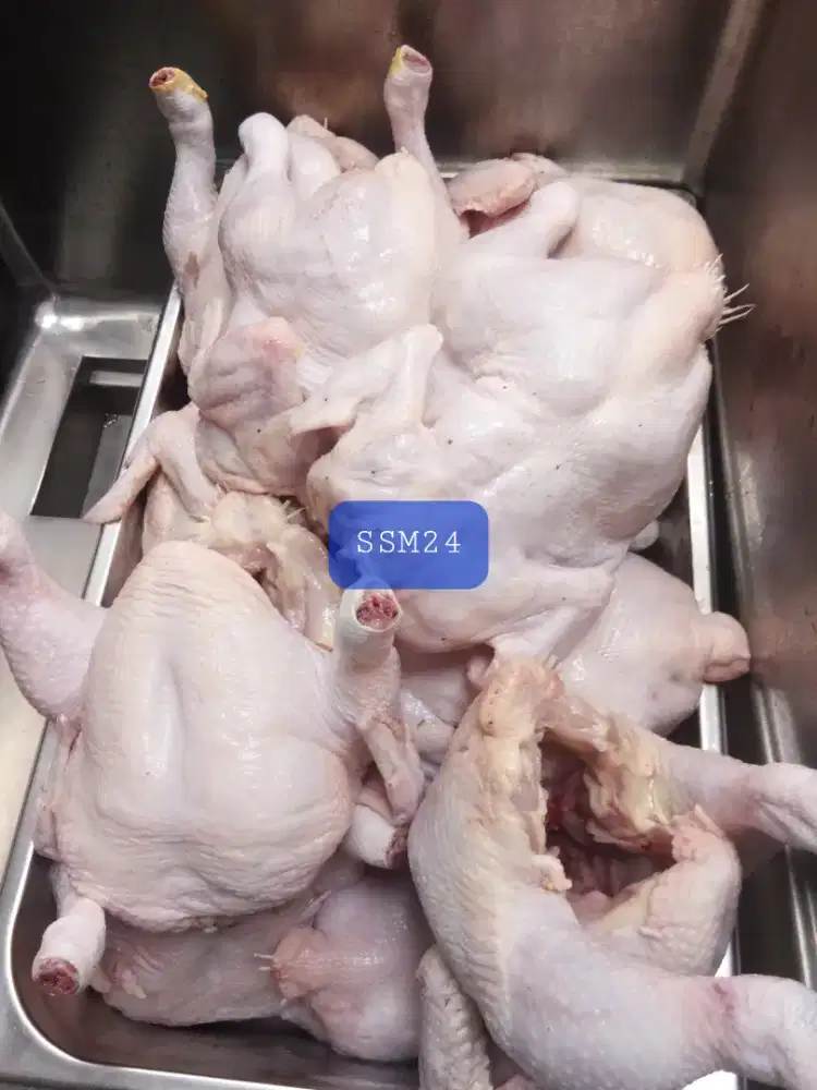 Terlaris Ayam Potong Fresh Bisa Dikirim Keseluruh Indonesia
