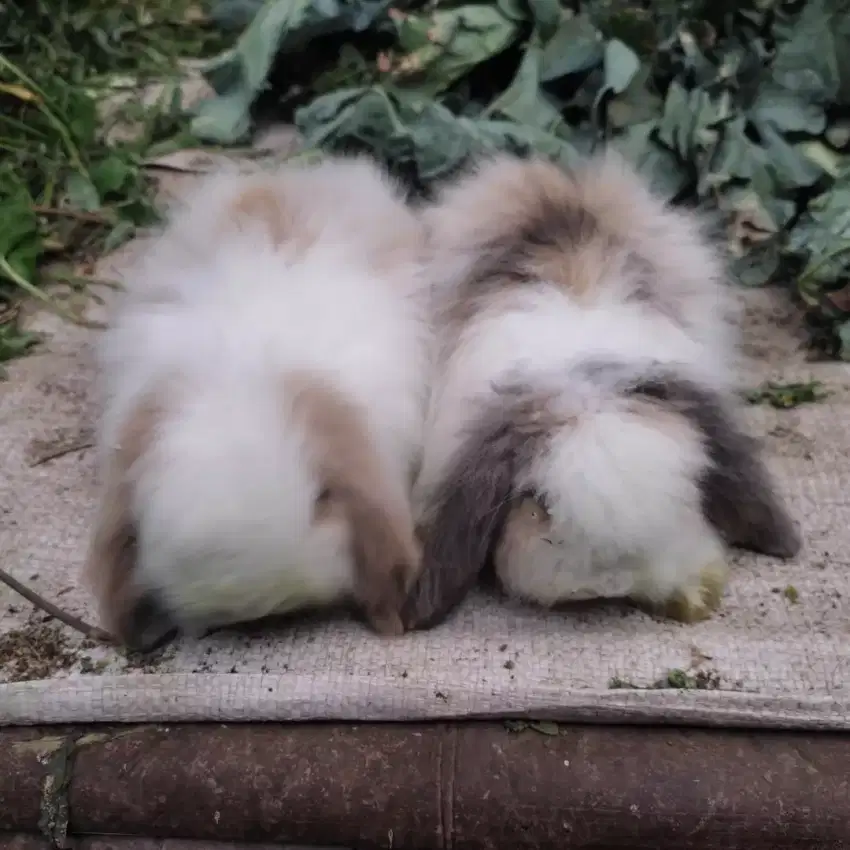 Kelinci Fuzzy Lop