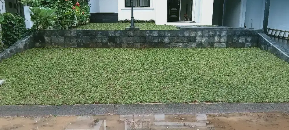 Jual rumput gajah mini