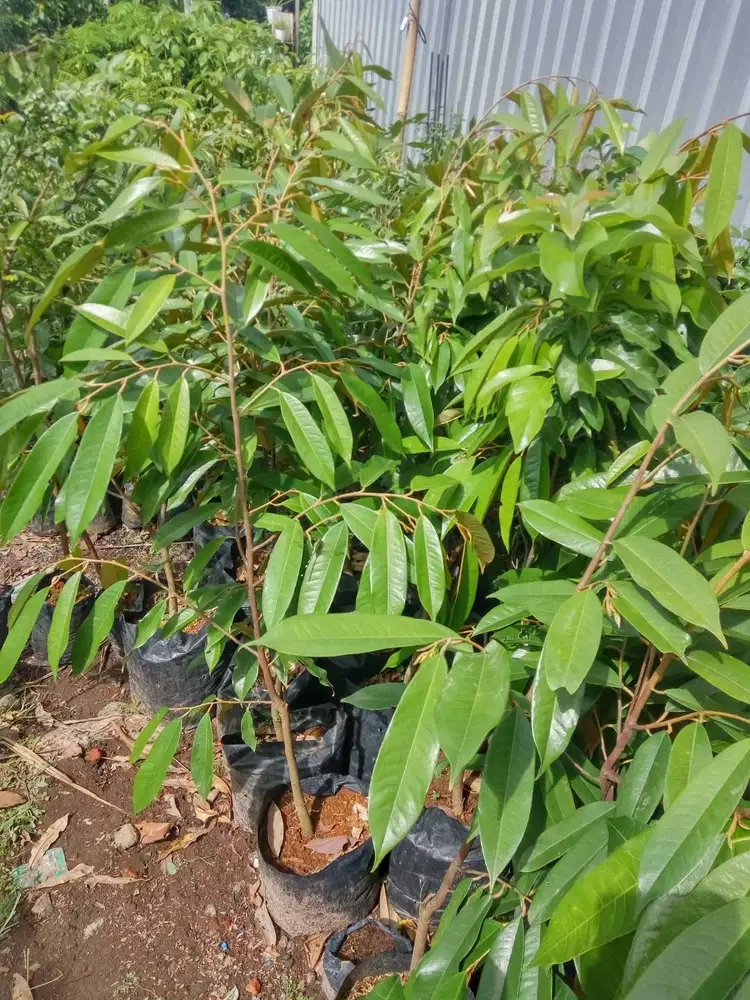 BIBIT DURIAN MUSANGKING