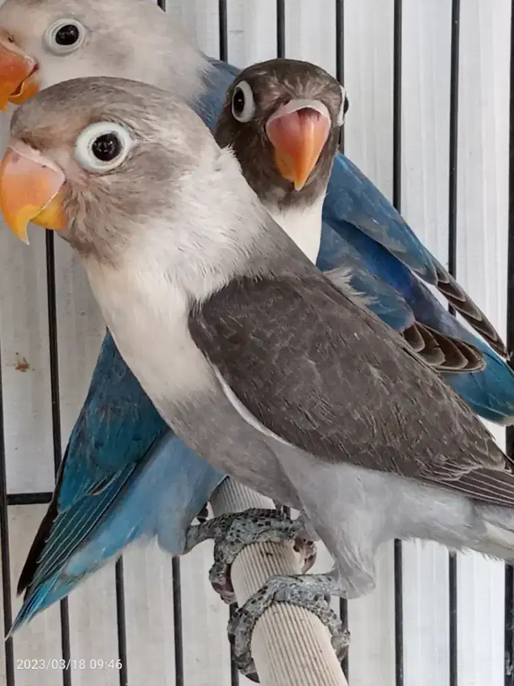 Jual BURJA Lovebird Batmen FC