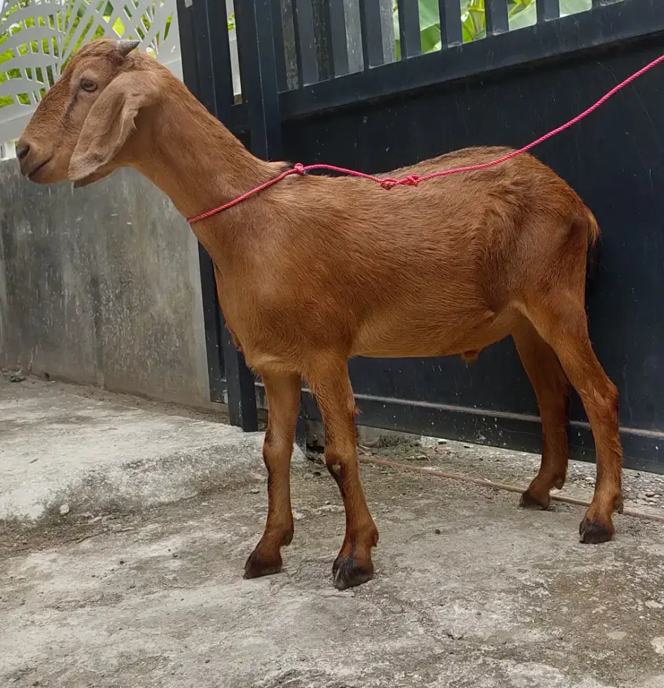 Kambing Qurban ukuran sedang