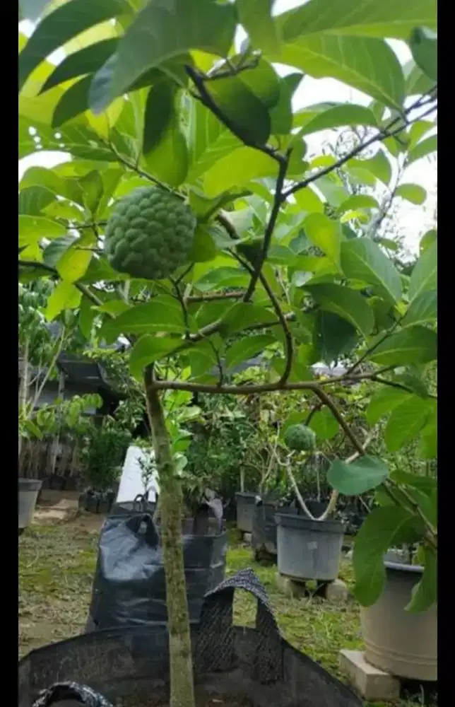 Pohon buwah serikaya