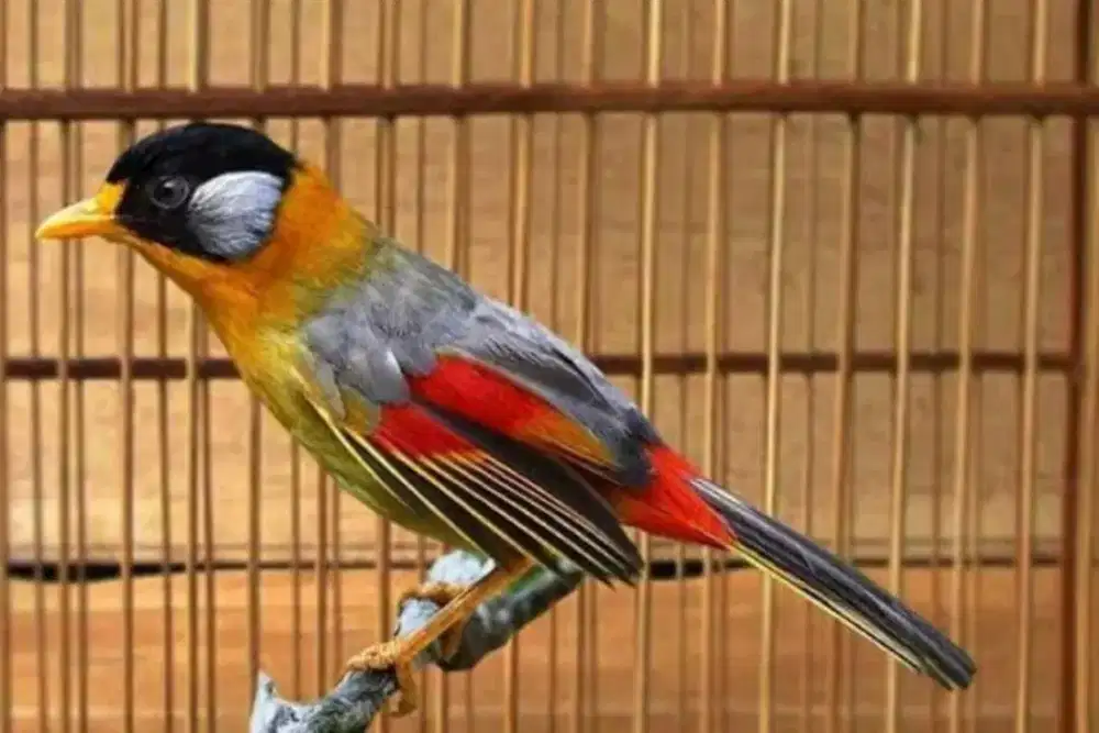 Burung pancawarna masteran murai istimewa