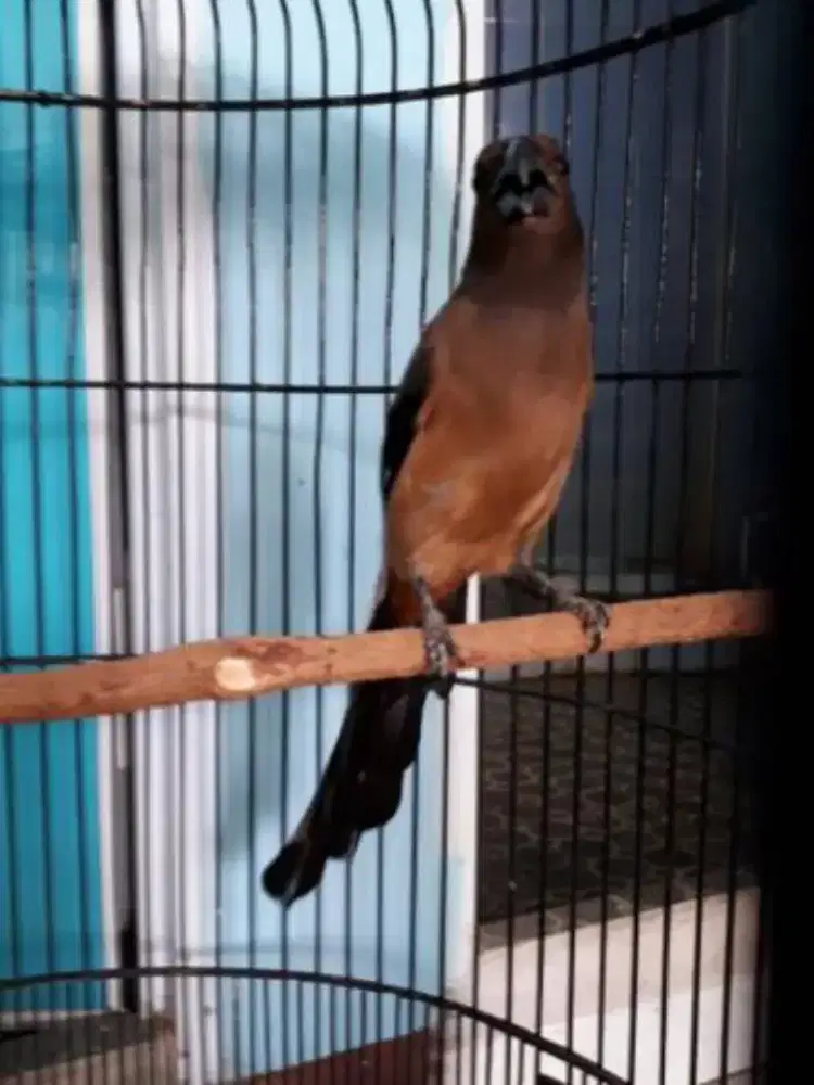 Burung pentet raja mewah langka sekali