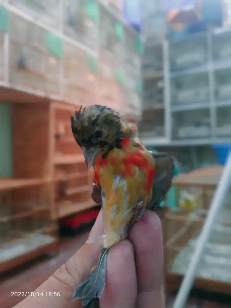 BURUNG RED SISKIN ALL VARIANT READY HASIL TERNAKAN SENDIRI