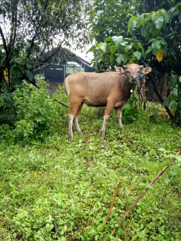 (Sapi Hidup Belum Besar Murah)