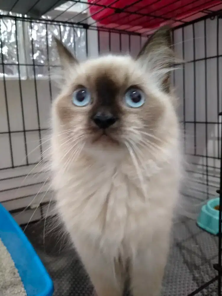 Catsroom penitipan kucing bisa antar jemput