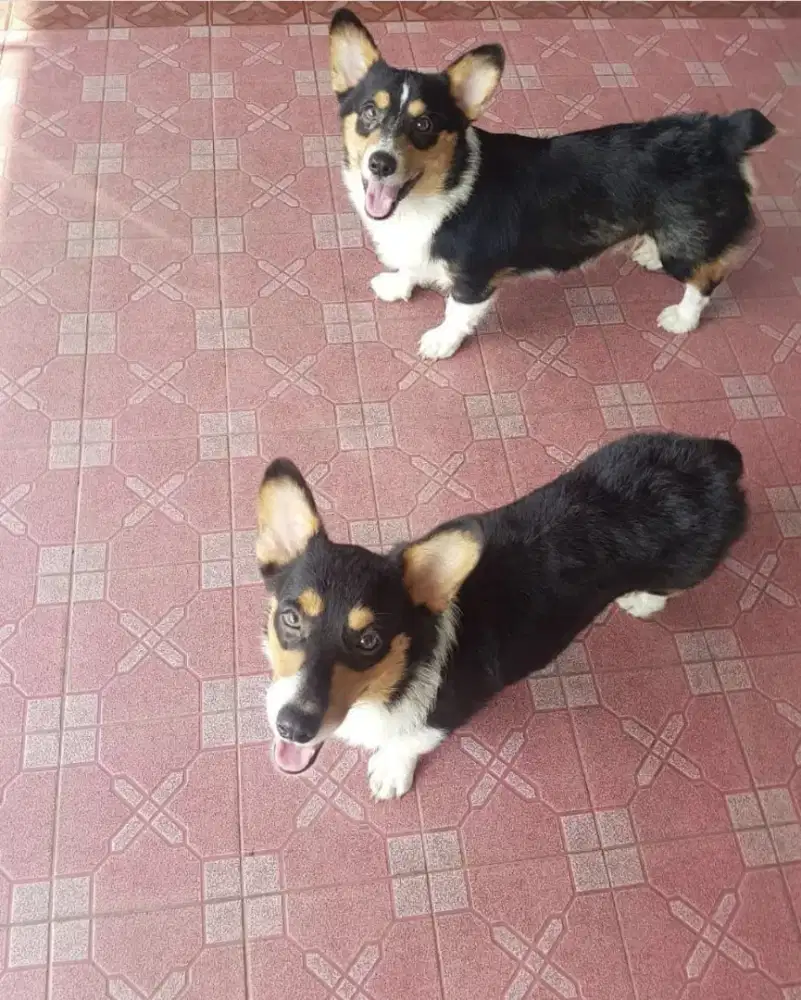 Olx welsh hot sale corgi