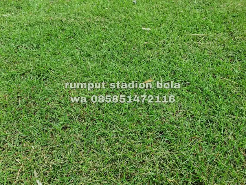 Harga Supplier Rumput Stadion Lapangan Zoysia Matrella Pangandaran