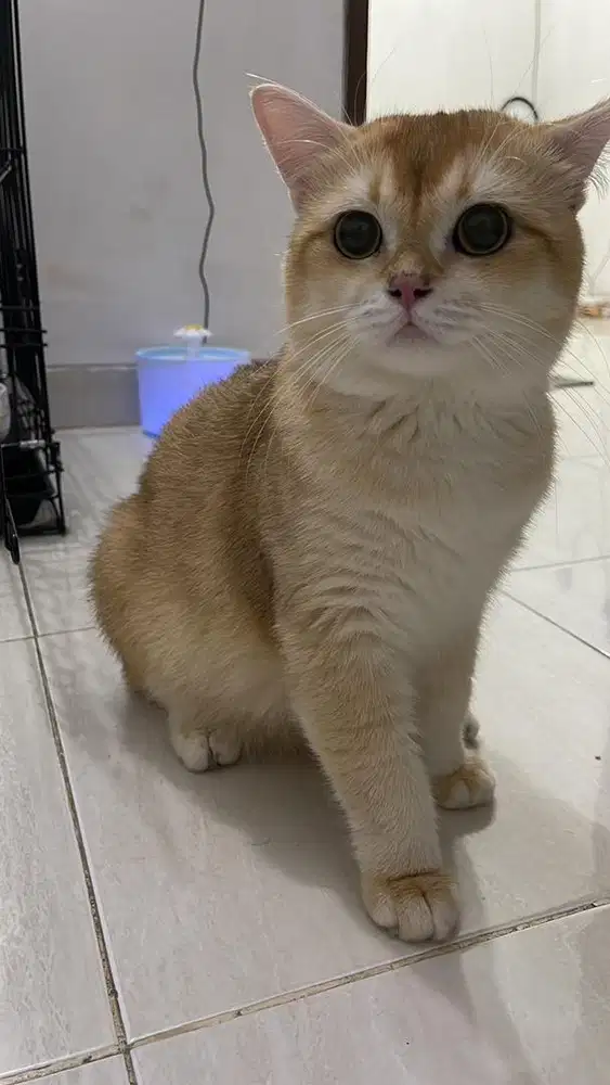 Pacak British shorthair short hair BSH