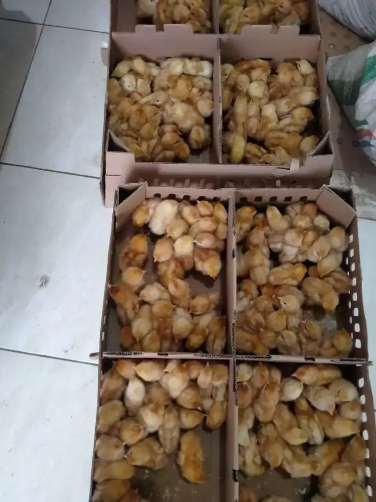 Doc/bibit ayam merah petelur/layer super