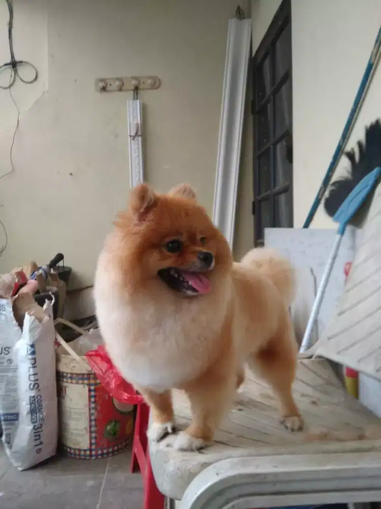 Termurah jasa grooming anjing kucing panggilan cukur bulu mandi rumah