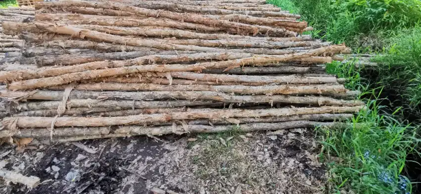 Kayu galam berbagai ukuran