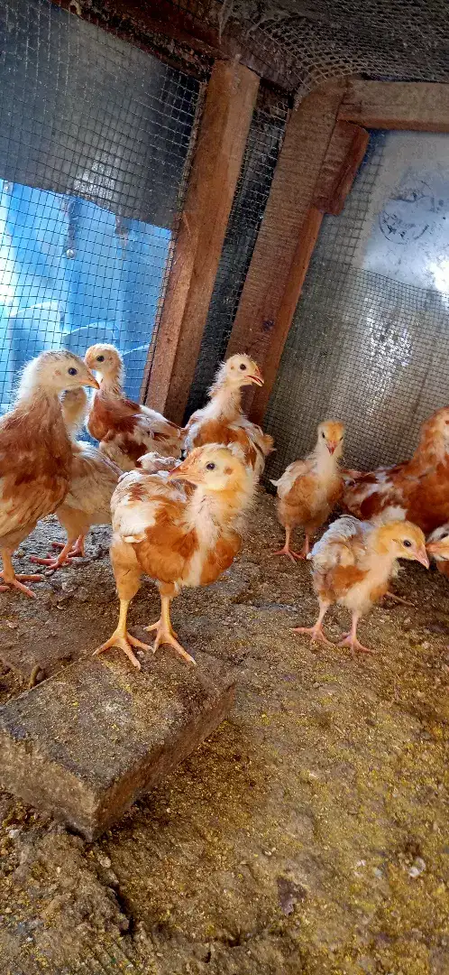 Anak Ayam Petelur merah usia 1,5 bln