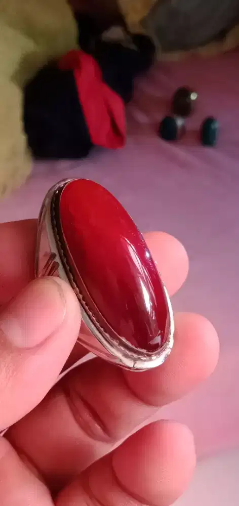 pandan merah ( 381512 )