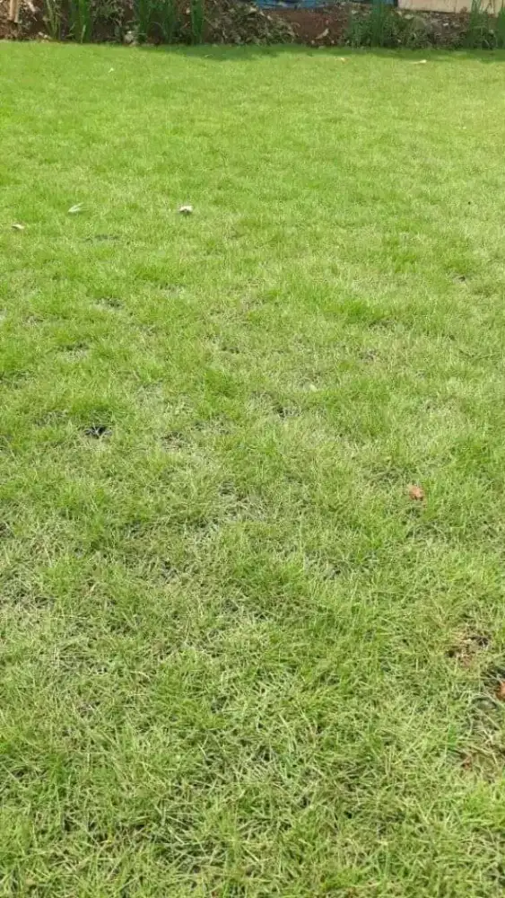 Jual rumput jepang/rumput peking