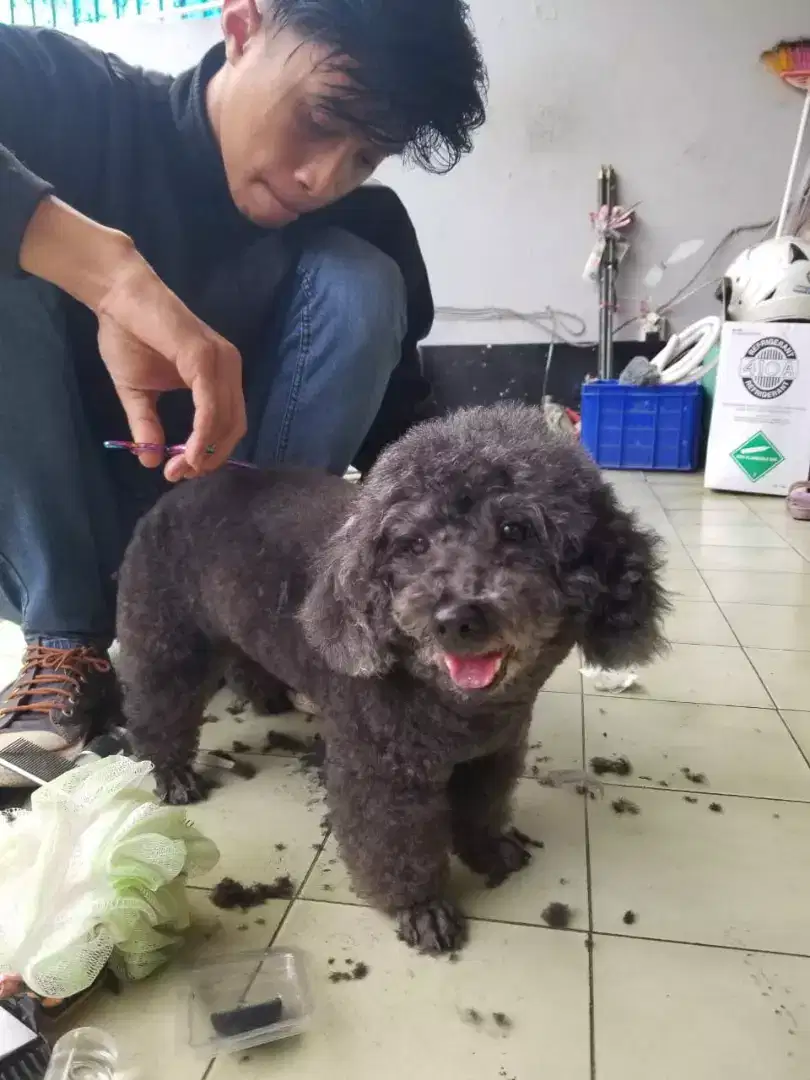 Termurah jasa grooming anjing kucing panggilan cukur bulu mandi rumah