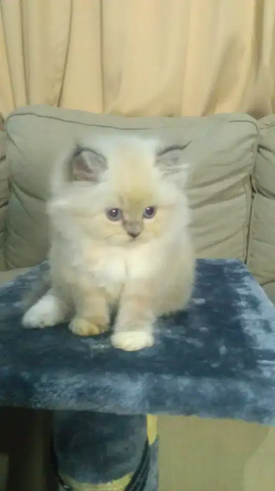 Grooming panggilan khusus Kucing