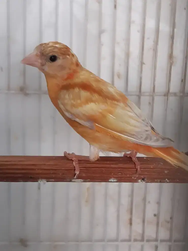 Red siskin Doble delute sepasang usia 2-3bln