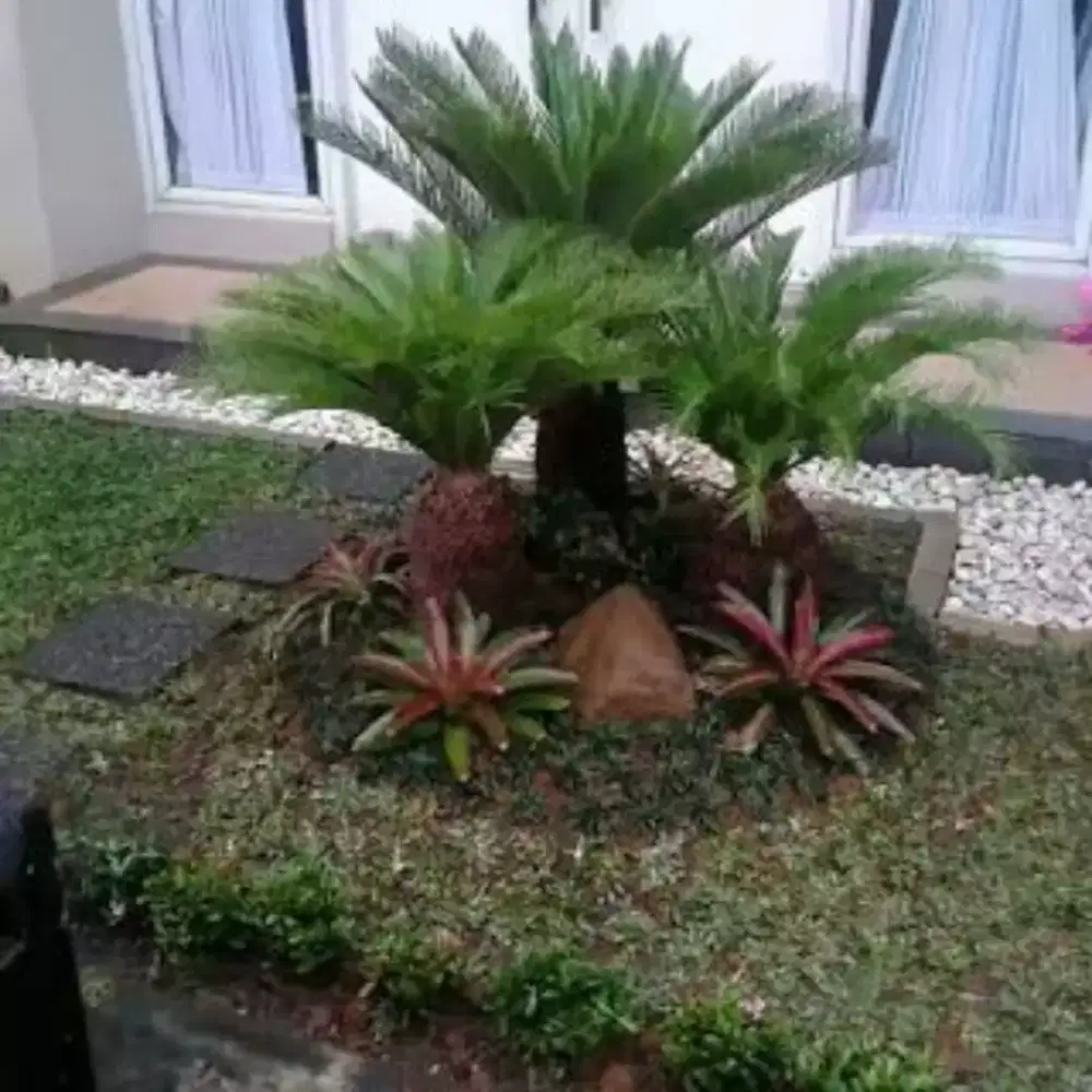 Tukang taman Surabaya Sidoarjo Gresik