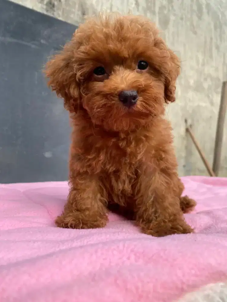Anakan Tiny Poodle Red, Fawn, White, Black & Silver Toy Poodle Murah