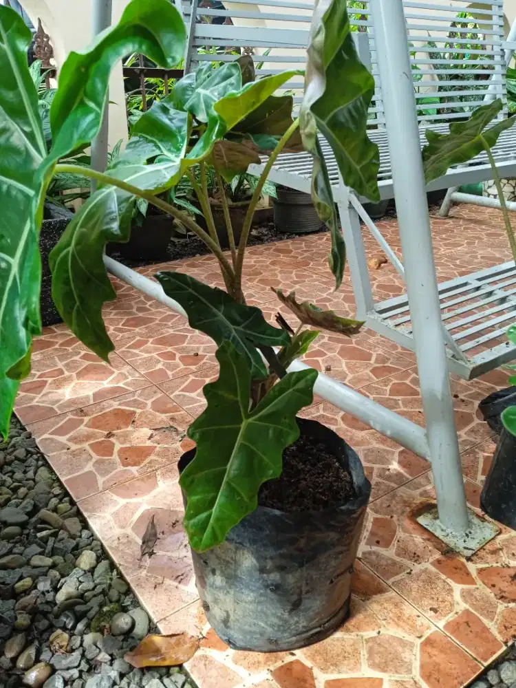 Taman kuping gajah Jepang tanaman hias taman kuping gajah jepang