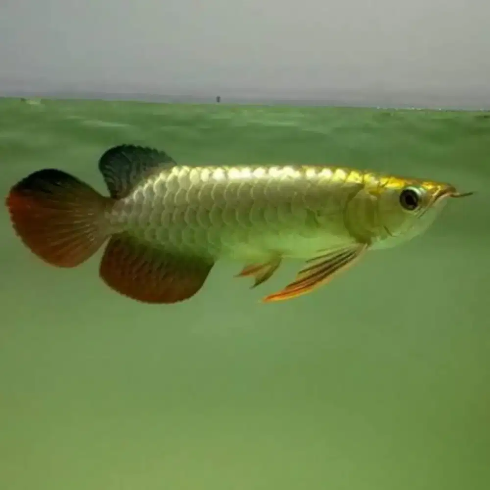 Arwana / Arowana Crossback 24K Malaysia