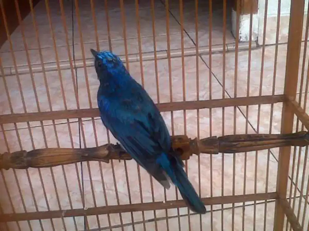 Tledekan laut jantan