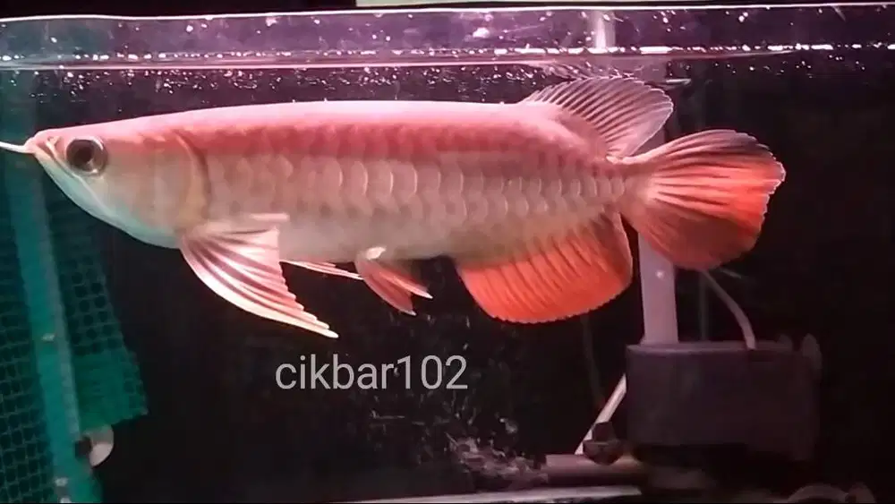 Ikan arwana golden red  arowana gr aquarium box tabung