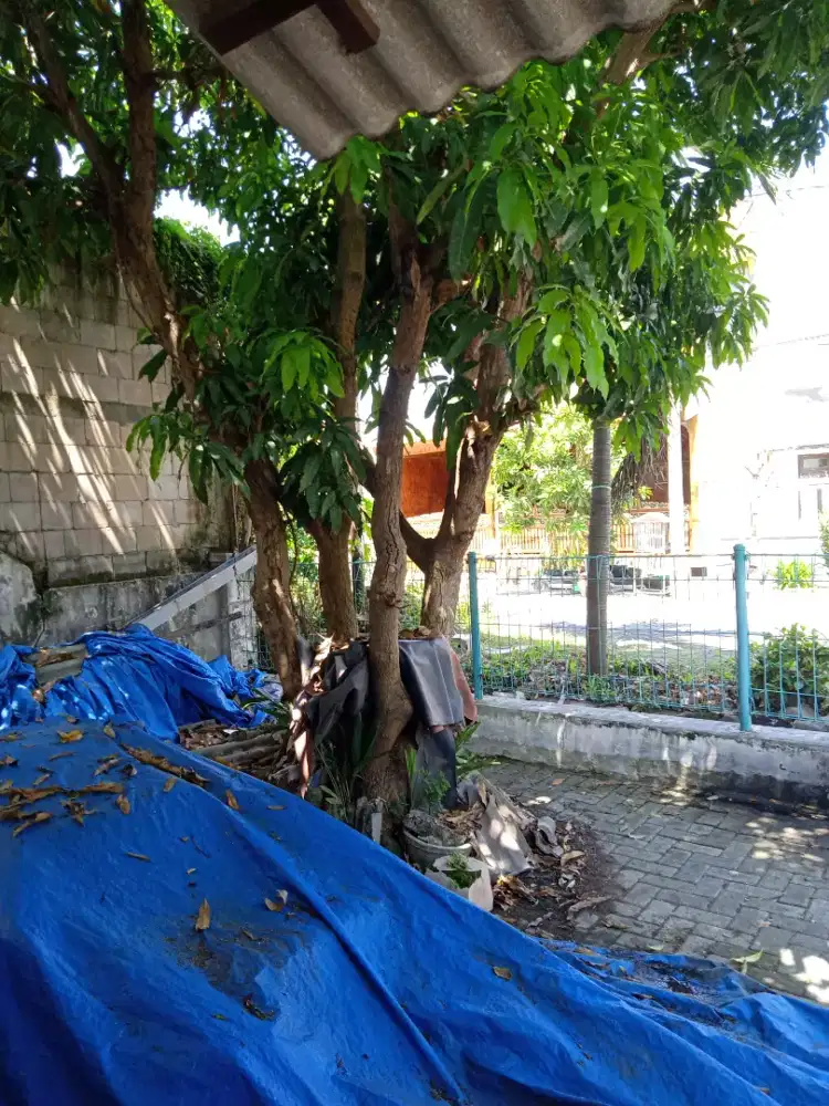 Pohon mangga jenis okyong