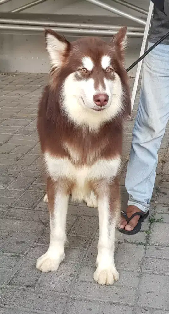 Olx malamute store