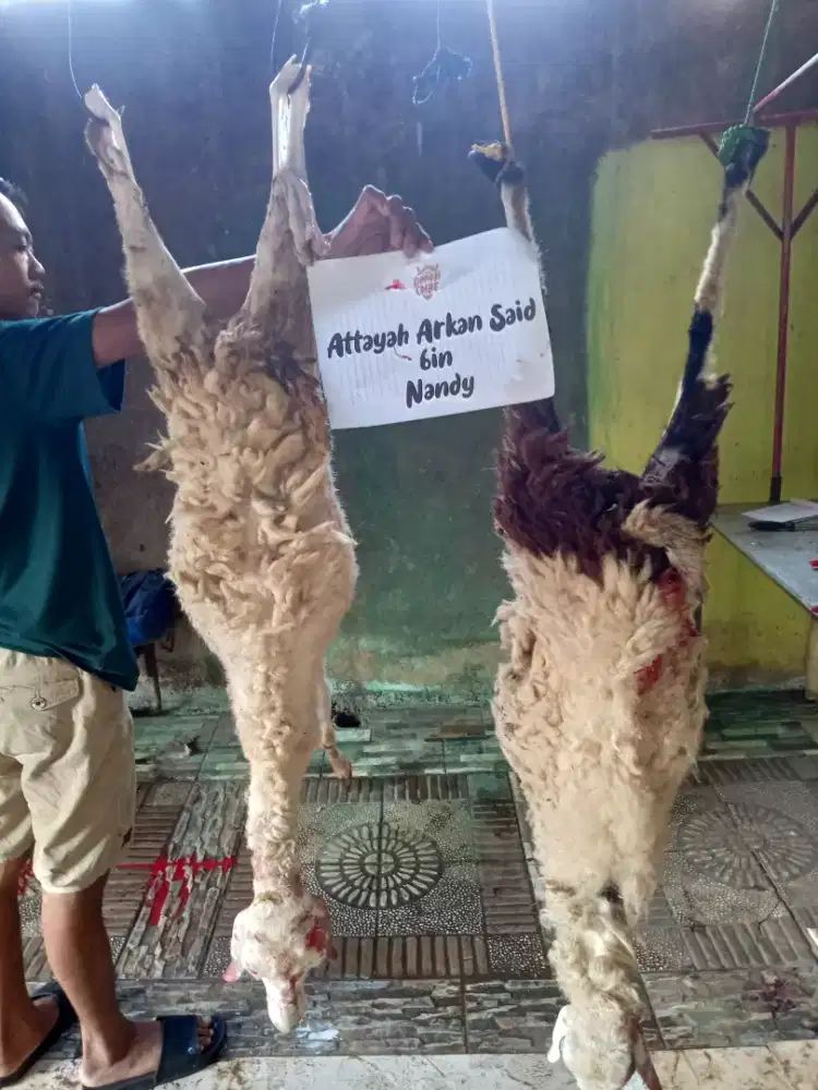 Aqiqah dengan kambing berkwalitas
