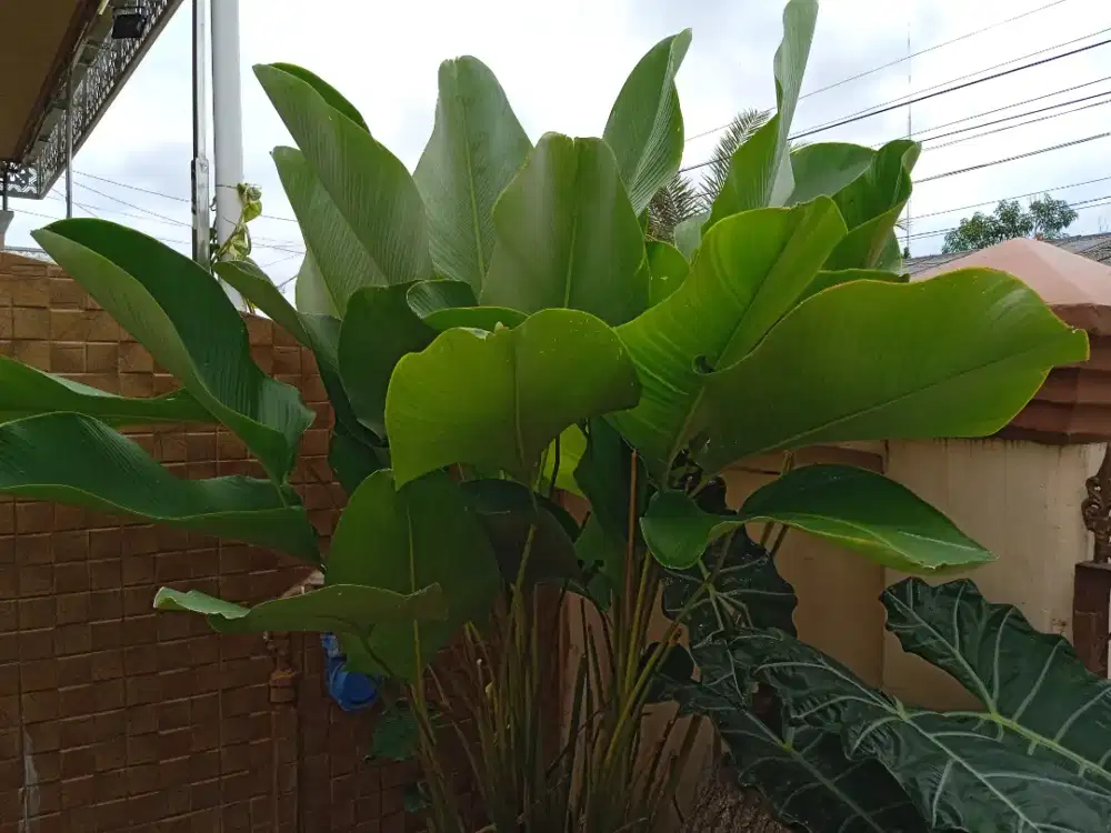 Tanaman hias calatea calathea pisang pisangan