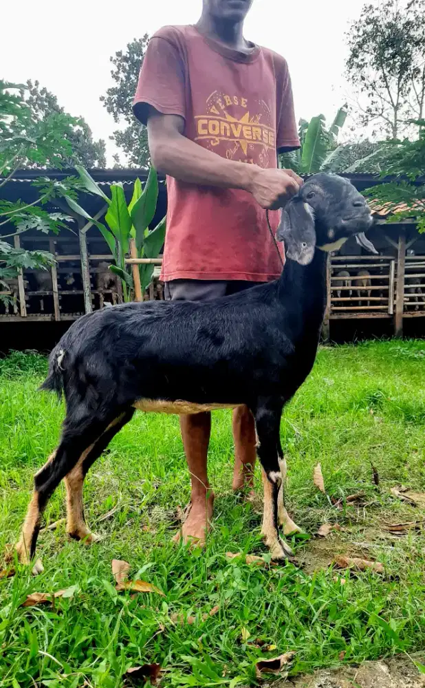 Kambing Besar Murah / Kambing Qurban