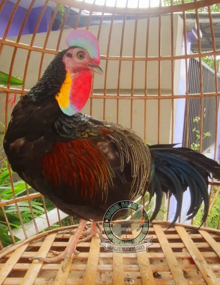 Jual ayam hutan hijau lombok dodokan - ayam hutan hijau lombok