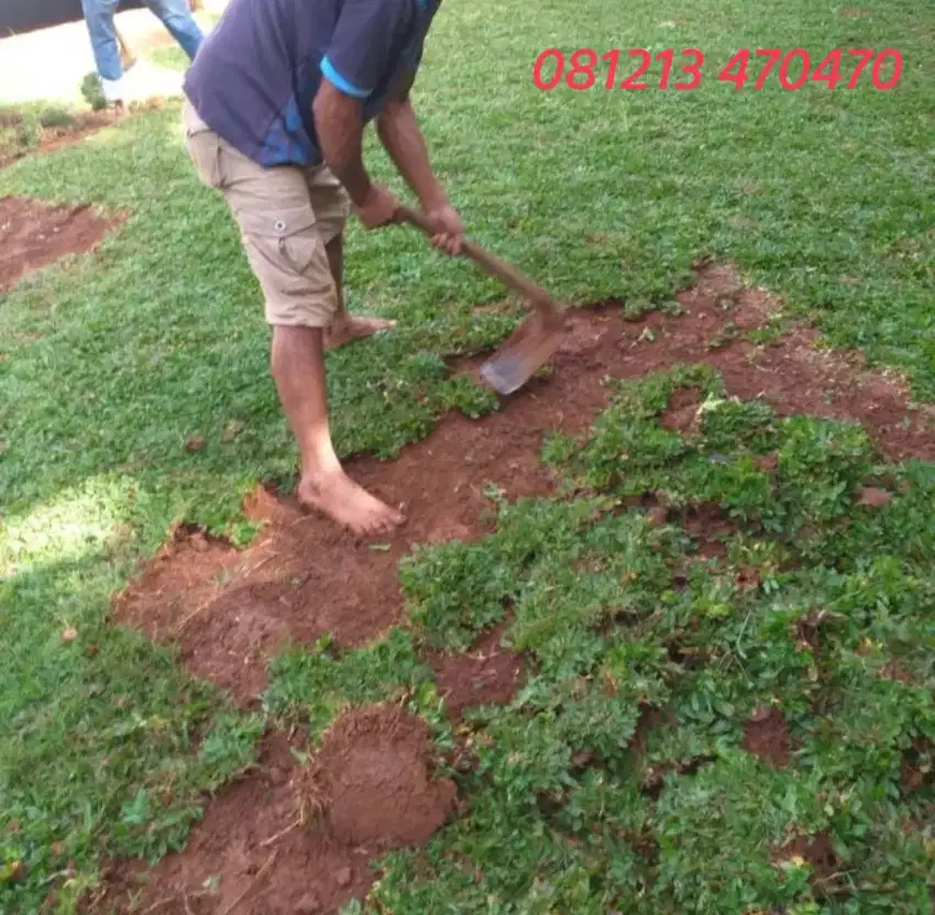Rumput gajah mini