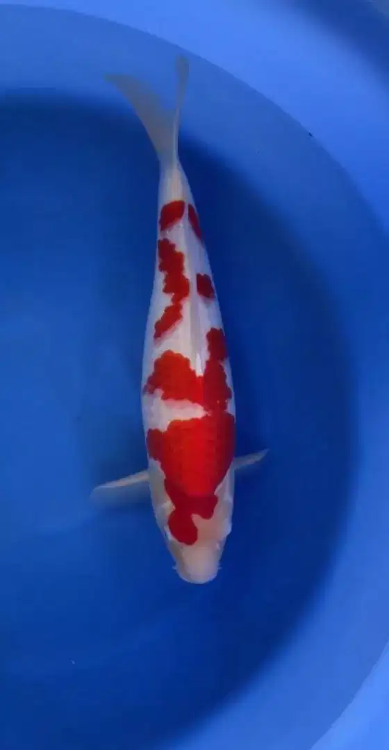 KOI IMPORT QUALITY KONISHI MARUTEN KOHAKU SIZE 53CM MALE