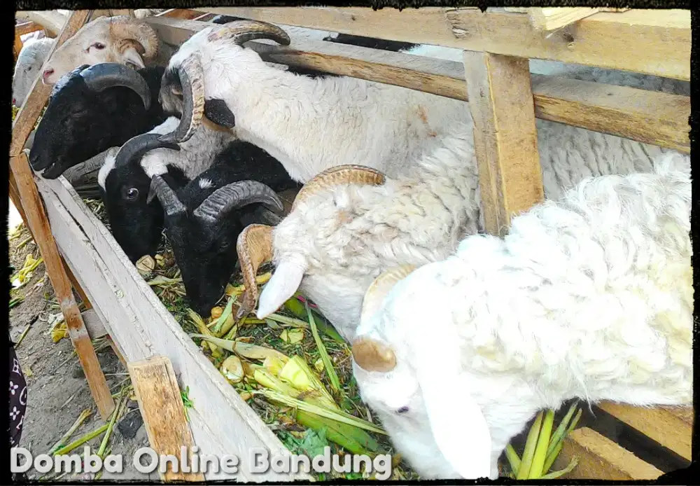 Domba Aqiqah 1,1 Juta