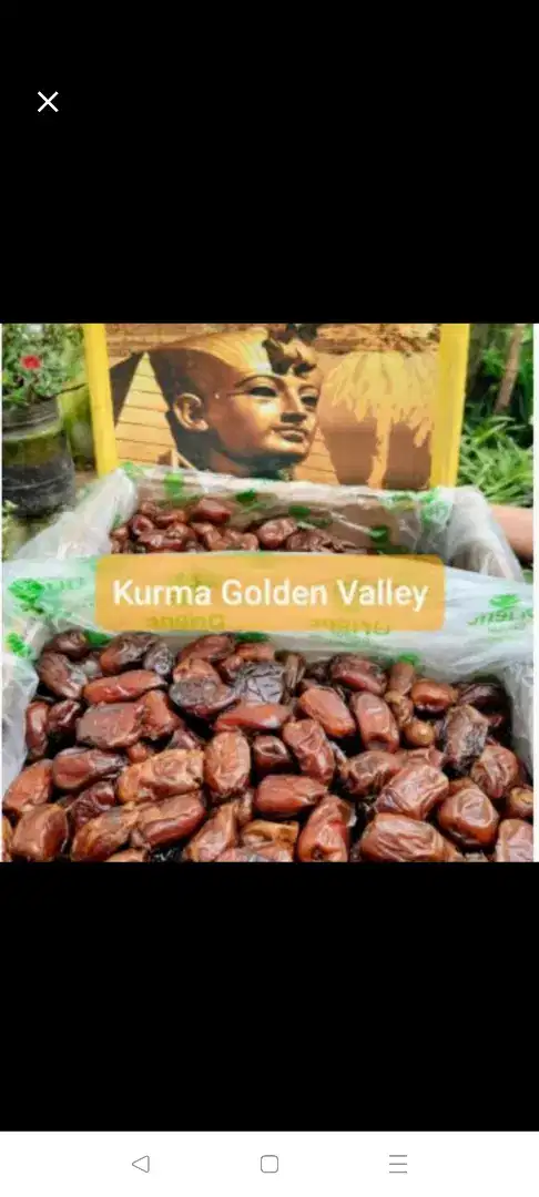 kurma golden valley premium 10 kg