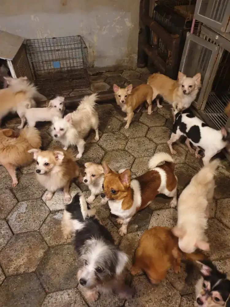 Beli 2 gratis 1 dog Ras kecil mini size