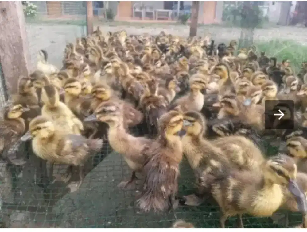 DOD BEBEK RATU Betina