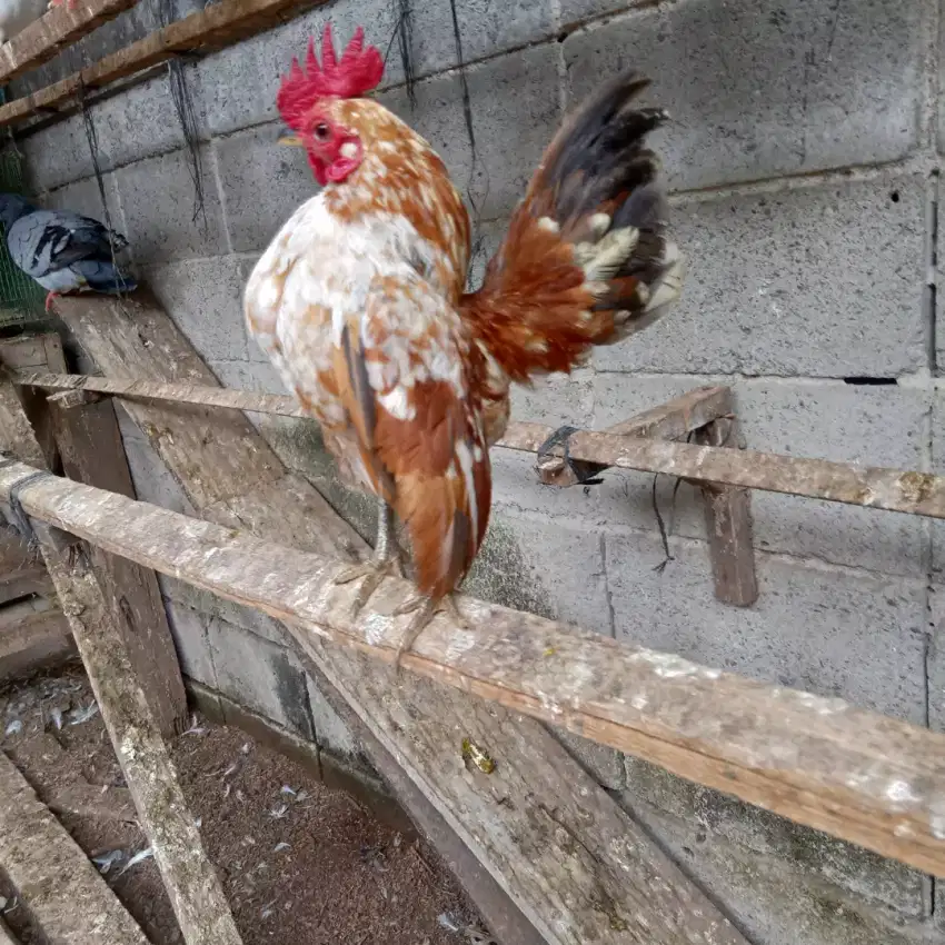 Ayam hias Serama Bekasi