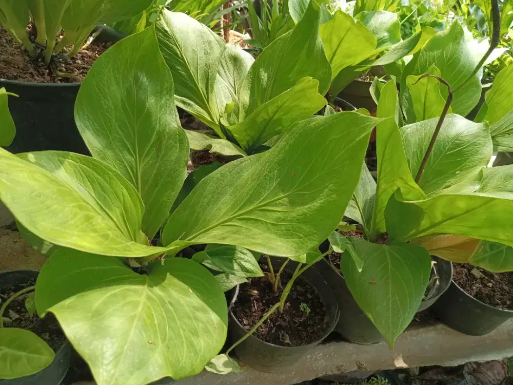 Pohon Anturium cobra