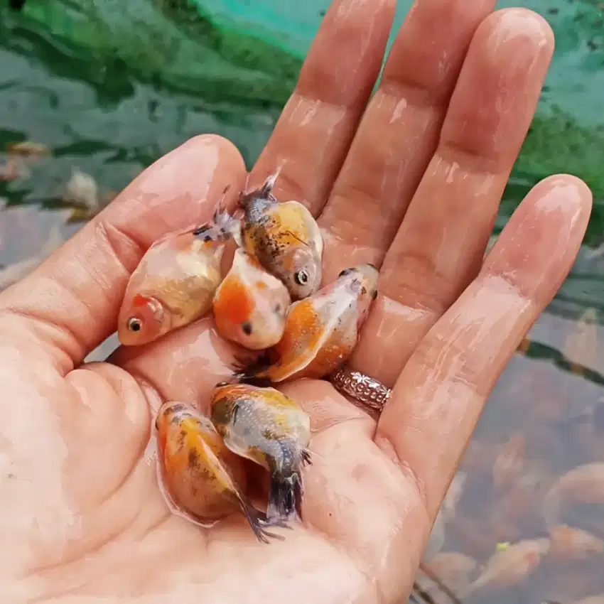 Bibit ikan koki mutiara