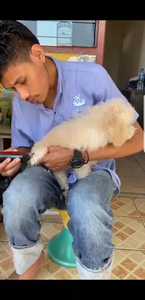 Termurah jasa grooming anjing kucing panggilan cukur bulu mandi rumah