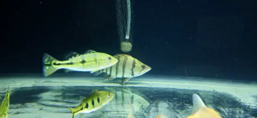 Ikan Datz dats Silver 12-14m