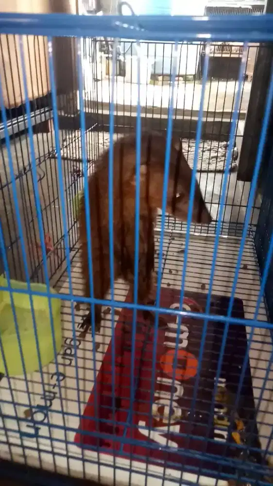 Garangan jawa  warna coklat