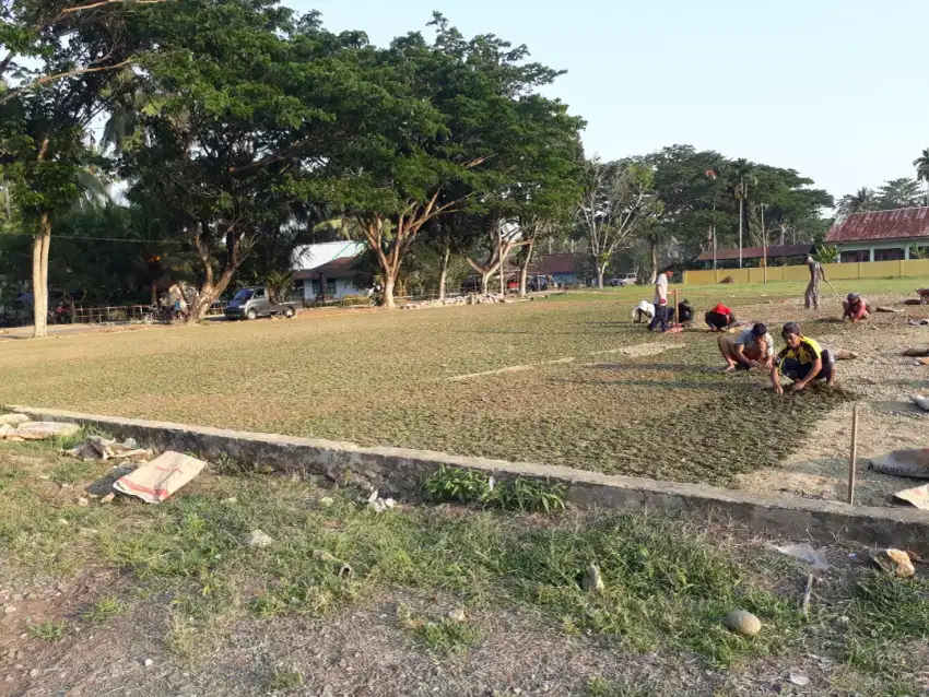 Suplyer Rumput Hias Dan Tanaman HiasDaerah Sinjai Bone