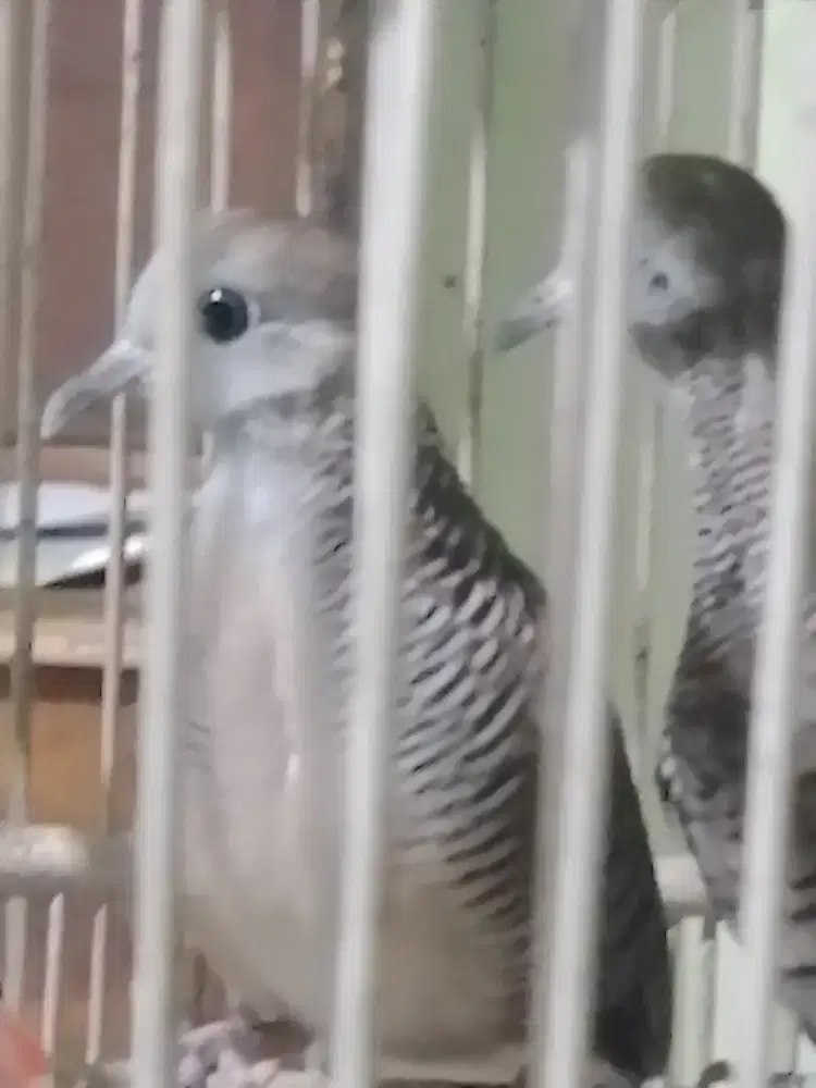 Katuranggan pancoran mas